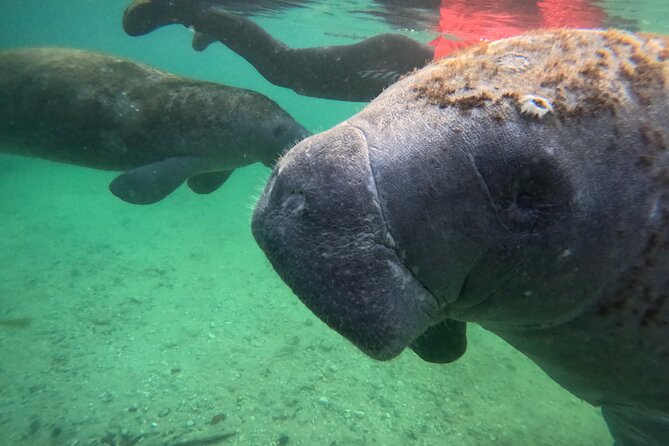 Private Manatee Swim Tour - Inclusions and Amenities