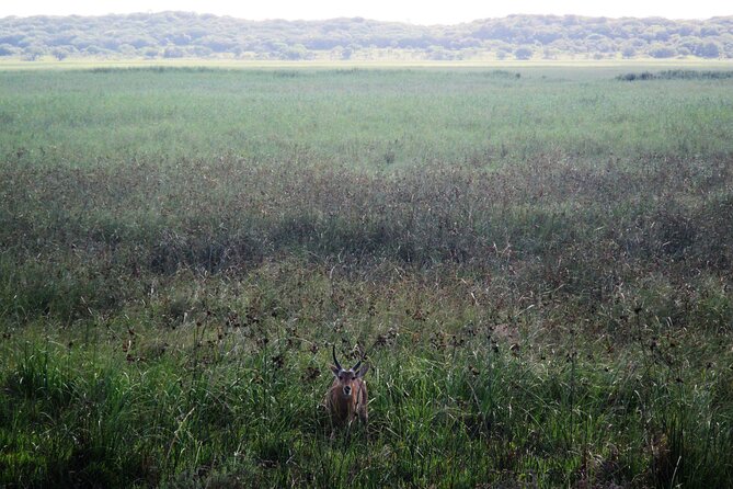 Private Maputo National Park Safari Day Tour With Pickup - Pickup and Drop-off Options