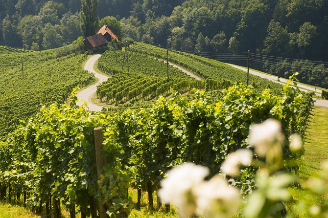 Private Maribor, Ptuj & Wine Road From Ljubljana - Insights Into Lower Styria Culture