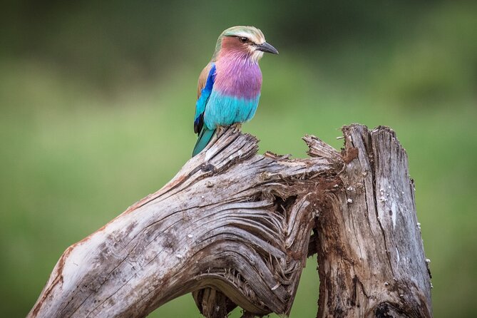 Private Mini Safari Tour in Nairobi - Pickup and Transportation