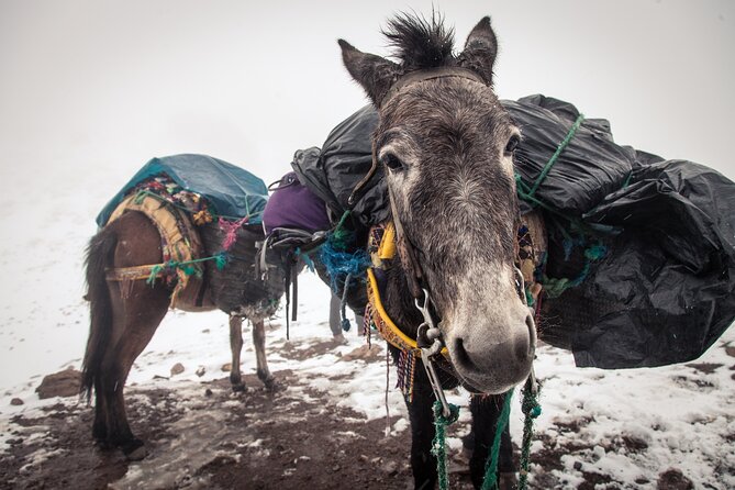 Private Mules Tour From Chefchaouen - Customer Reviews