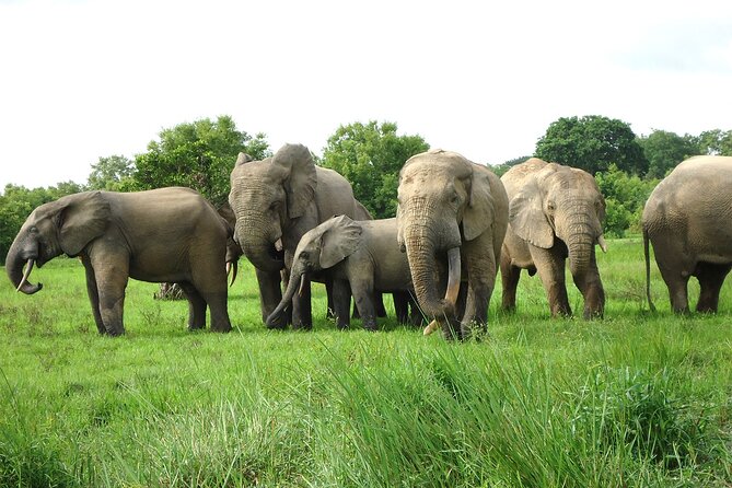 Private Multi-Day Ghana Tour About Culture History and Wildlife - 7 Days - Inclusions and Amenities