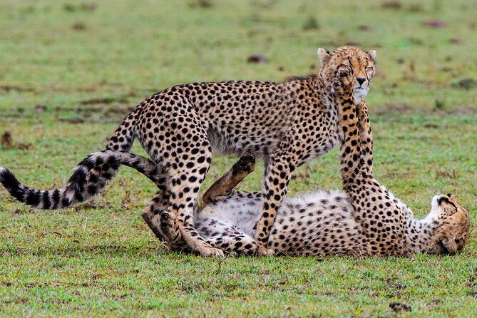 Private Multi-Day Tour in Tanzania Safari - Additional Details