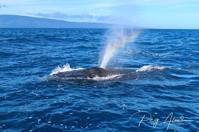 Private Paddleboard (SUP) Whale Watch - All Skill Levels Welcome - Health and Safety Considerations