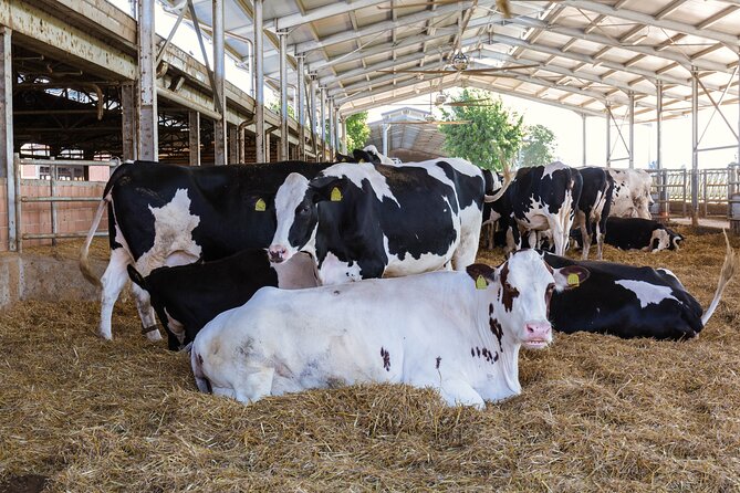 Private Parmigiano Balsamic Parma Ham and Wine Tasting Tour - Discovering Organic Winery Gems