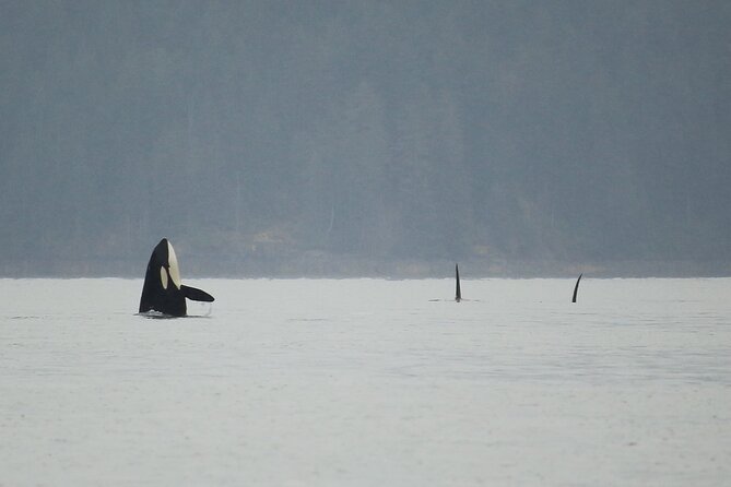 Private Sailing Tour Explore Beautiful British Columbia - Schedule