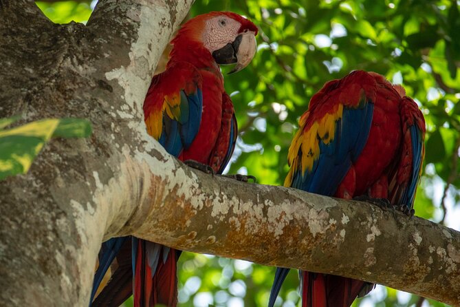 Private Shuttle: Arenal La Fortuna Costa Rica - Accessibility and Reviews