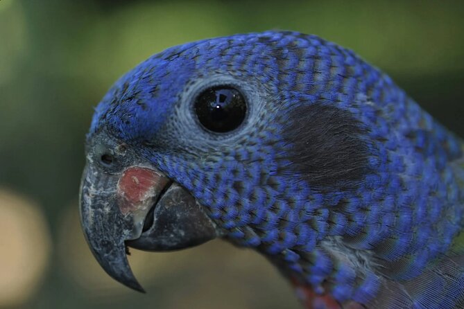 Private Sightseeing Tours Puntarenas Natuwa Rescue Center - Accessibility