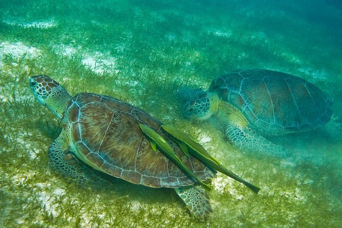 Private Snorkel With Turtle at Akumal - Participant Information