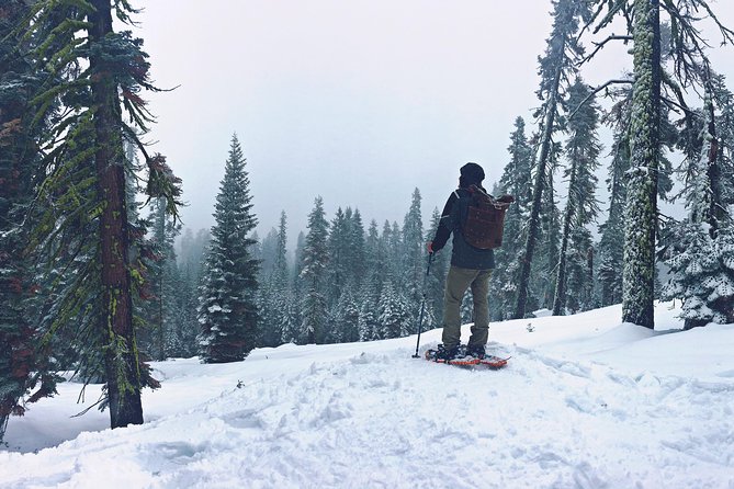 Private Snowshoeing Adventure From Badger Pass to Dewey Point - Panoramic Views