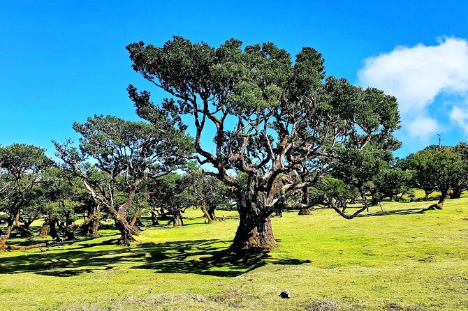 Private Sunset Tour With Food and Drinks in Fanal Forest - Accessibility and Participation