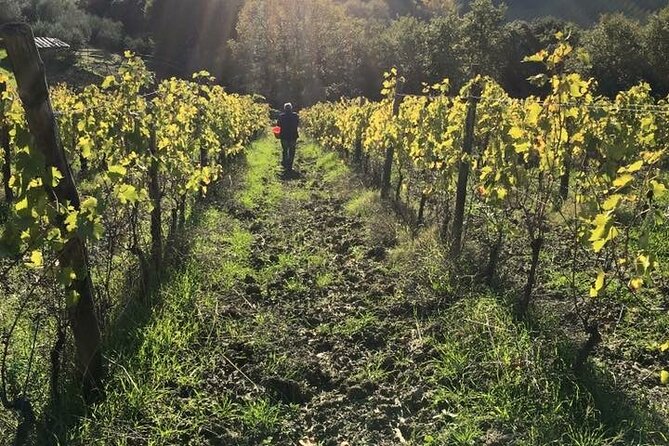 Private Super Tuscan & Extra Virgin Olive Oil Tasting - Questions?