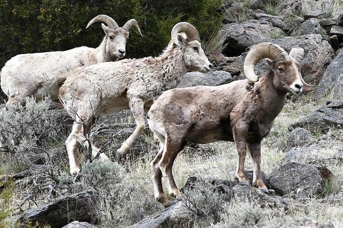 Private Three-Day Tour of Yellowstone & Grand Teton National Parks - Pickup Information