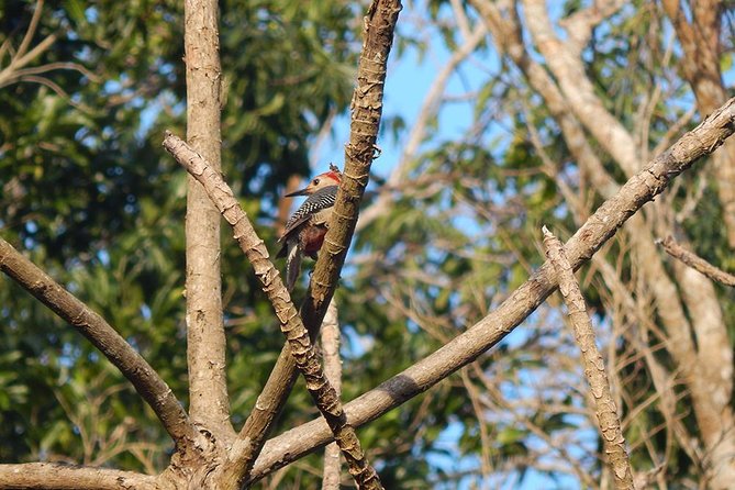 Private Tour: Birdwatching From Cancun - Guides and Expertise