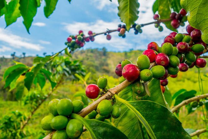 Private Tour - Coffee Tour (Cultivations) - Coffee Tasting Experience