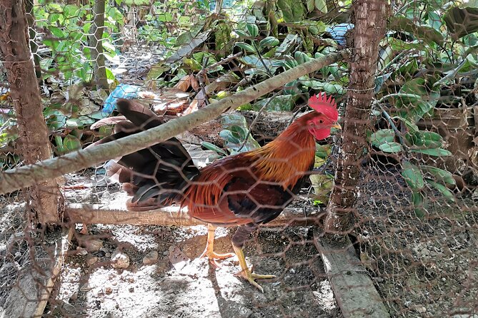 Private Tour Damajagua Waterfalls and Dominican Flavours - Enjoy Dominican Cuisine