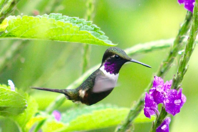 Private Tour: Equator Line,Hummingbirds Garden & 2-hour Hike in a Primary Forest - About the Tour Location