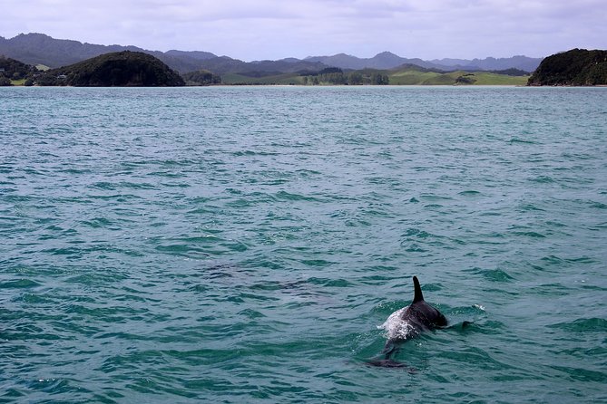 Private Tour Fee to See Whales and Dolphins - Whale and Dolphin Watching Tour