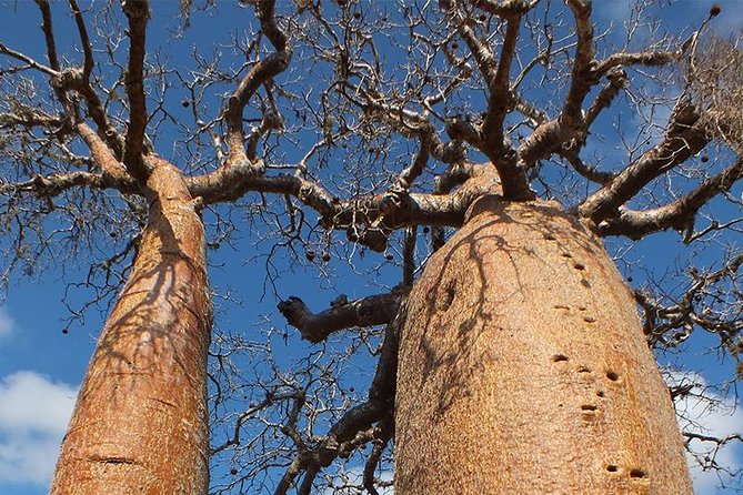 Private Tour for the Highlights of Madagascar - Inclusions and Amenities
