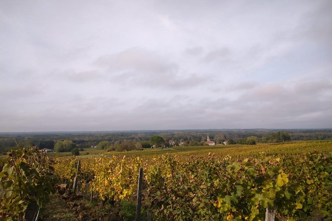 Private Tour in the Sauternes Wine Region - Discover Bordeaux Sweet Crus Classés - Influence of Foggy Weather
