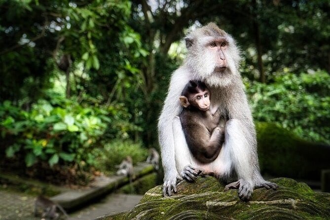 Private Tour in Ubud With Jungle Swing - Pricing and Group Options
