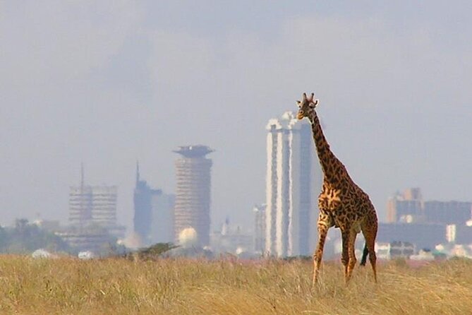 Private Tour Safari To Nairobi National Park - Cancellation Policy