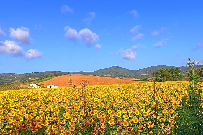 PRIVATE TOUR: Savor Exquisite Wines, Brunello & Nobile Wine Tour - Wine Tastings