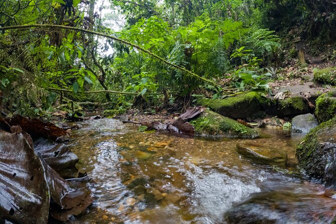 Private Tour Through the Chicaque Natural Park and Forest of Fog - Flexible Cancellation Policy
