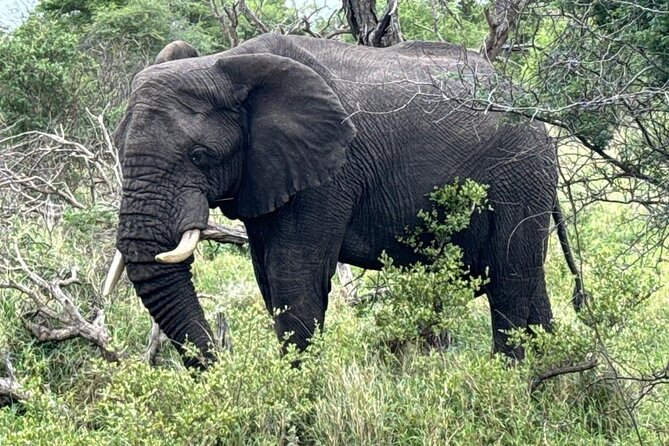 Private Tour to Aquila Game Reserve in Cape Town - See the Big5 - Accessibility