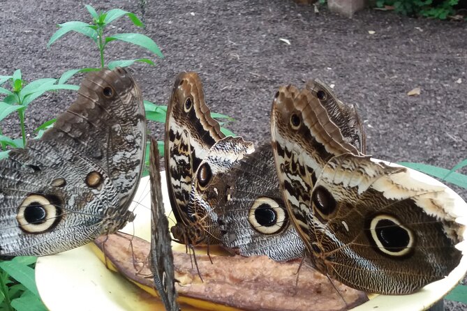 Private Tour to Mindo With Hummingbird Reserve, Tarabita and Butterfly Farm - Booking and Cancellation Policy