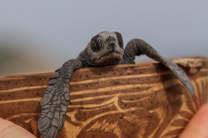 Private Tour to Release Turtles With Tickets Included - Schedule