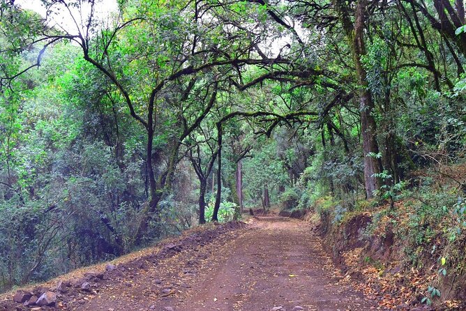 Private Tour to Suba Forest and Highest Peak With Lunch - Lunch and Dining