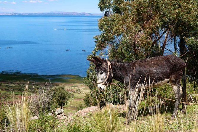 Private Tour to Uros and Llachon 1d - Unique Experiences