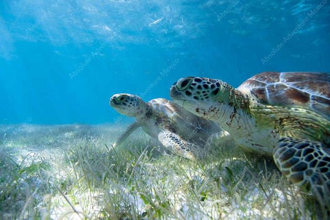Private Tour Turtle Experience and Cenote Swim - Participant Requirements
