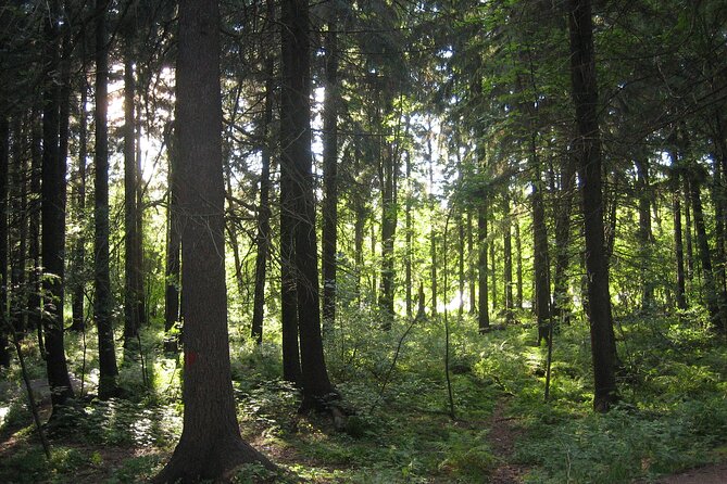 Private TukTuk Helsinki City and Forest Experience - Flexible Booking and Cancellation Policy