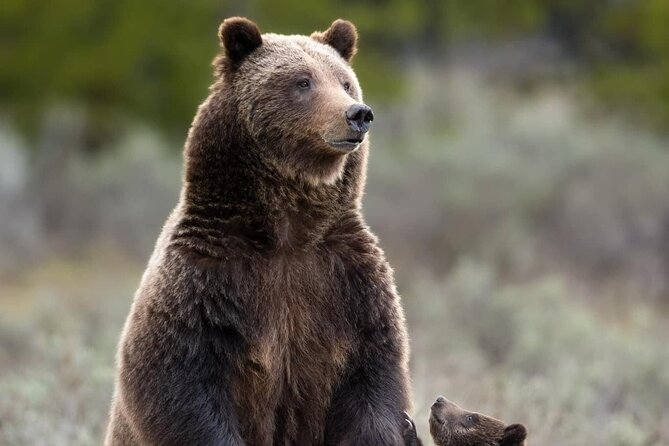 Private Two-Day Tour of Yellowstone National Park - Inclusions and Amenities