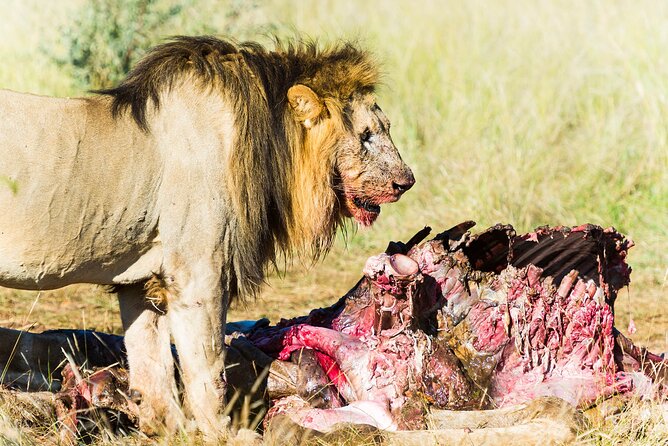 Private Ultimate Pilanesberg Safari From Johannesburg - Positive Guest Experiences