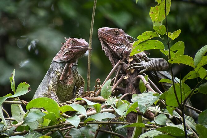 Private Urban Wildlife City Tour From Manuel Antonio to Quepos - Cancellation Policy