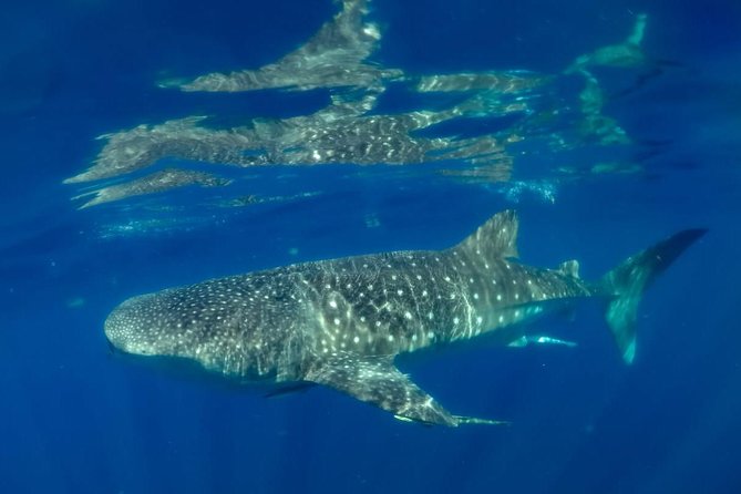 Private Whale Shark Ecofriendly Tour From Cancun - Pickup Information