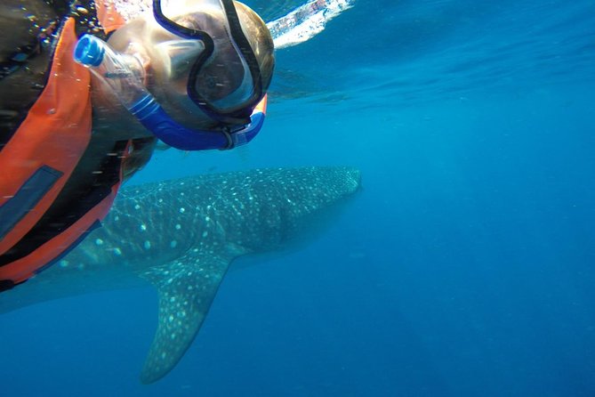 Private Whale Shark Tour From Cancun - Important Details