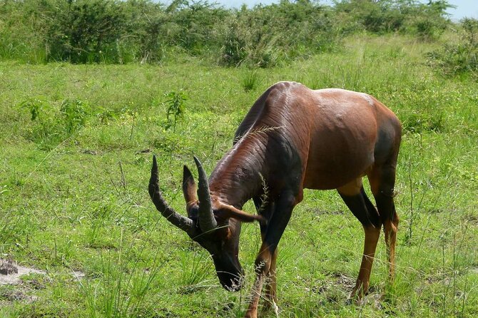 PRIVATE Wildebeest Calving Safari, Tanzania, January to March - Flight Information