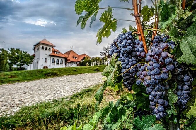 Private Wine Tasting in Cellar and the Winemaking Process - Highlights of the Wine Tasting