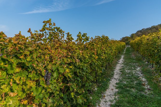 Private Wine Tasting in Mezzane Di Sotto - Accessibility