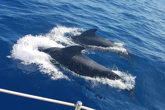 Private Yacht Tour With Whale and Dolphin Watching 42 Foot Boat - Pickup and Meeting Details