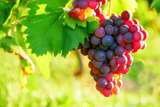 Provencal Market and Wine Tasting Full-Day Shared Tour From Nice - Customer Review Highlights