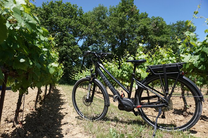 Provence and Wine Tasting by E-Bike From Saint-Rémy-De-Provence - Discovering Provences Vineyards