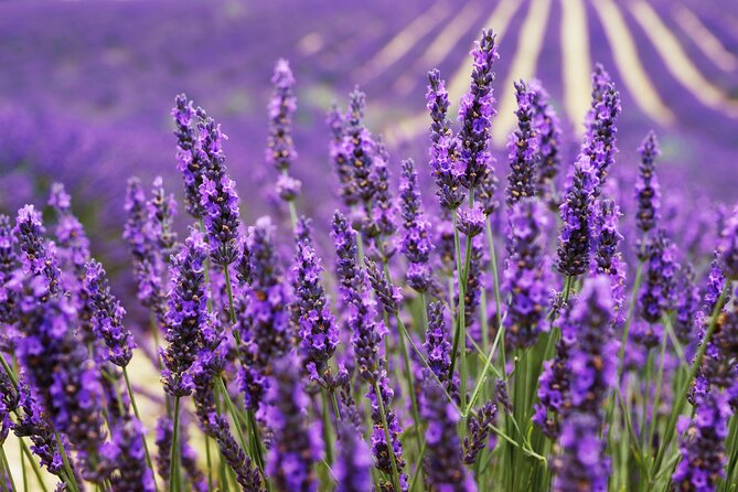 Provence Shared Half Day Lavender Tour From Aix En Provence - Meeting and Pickup Details