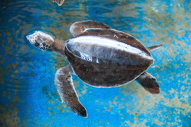 Puerto Angel Exotic Animal Wildlife Experience - Meeting and Pickup