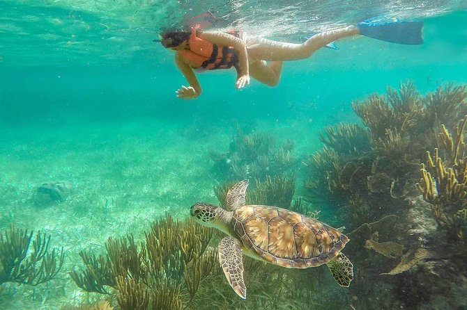 Puerto Morelos Reef Snorkeling Tour With Pickup - Participant Experiences and Feedback