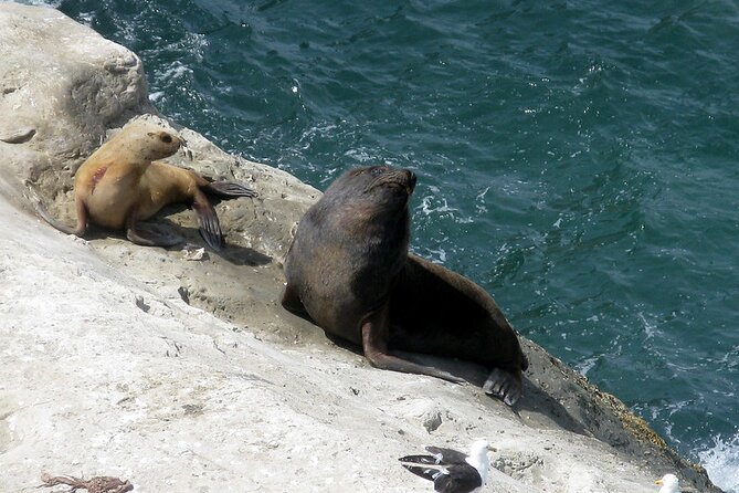 Puerto Piramides Private Tour And Sailing in Peninsula Valdes - Cruise Ship Passenger Information
